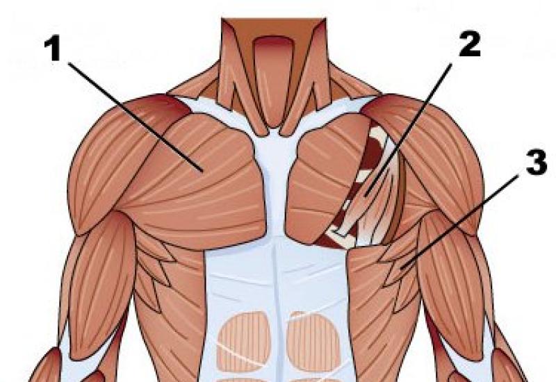Эффективные упражнения на грудные мышцы дома Как нарастить грудные мышцы дома