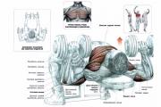 Жим гантелей лежа на горизонтальной лавке Жим гантелей на прямой скамье