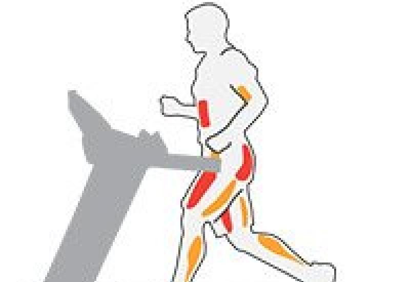 Механизм движений: мышцы, участвующие в ходьбе На какие мышцы влияет ходьба пешком