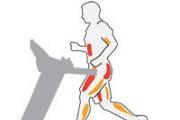 Механизм движений: мышцы, участвующие в ходьбе На какие мышцы влияет ходьба пешком