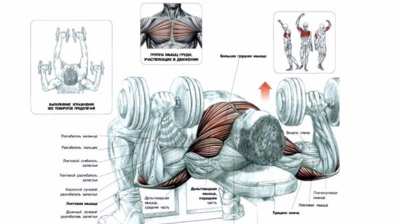 Жим гантелей лежа на горизонтальной лавке Жим гантелей на прямой скамье